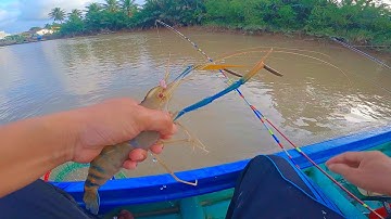 169: câu tôm sông- những cái kéo cực mạnh của tôm cá