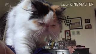 Try not to laugh watching funny animals ! Funny cat videos 2020 by KKR tech 23 views 3 years ago 8 minutes, 43 seconds