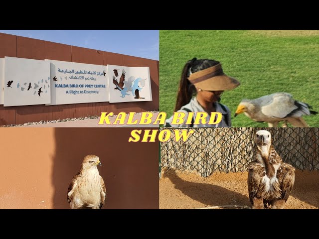 Kalba Bird of Prey Centre Sharjah: Location, Timings & more - MyBayut