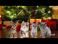 CATS SING CHRISTMAS SONGS - Carol of the Meows