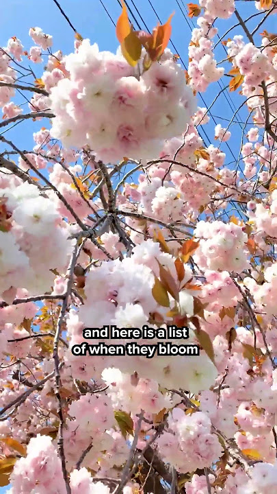 Download lagu Find out about different types of Sakura and when they bloom! 🌸💮 🇯🇵 #shorts