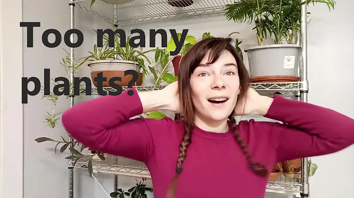 2021 Houseplant Tour: After the Move