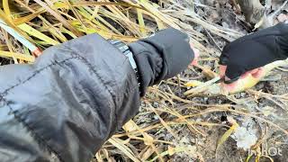 Ловил форель, а щука срезала воблер🦈 #fishing4seasons #fishing #catchandrelease #streamfishing