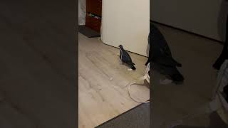 Pigeon Run after Taking a Cable