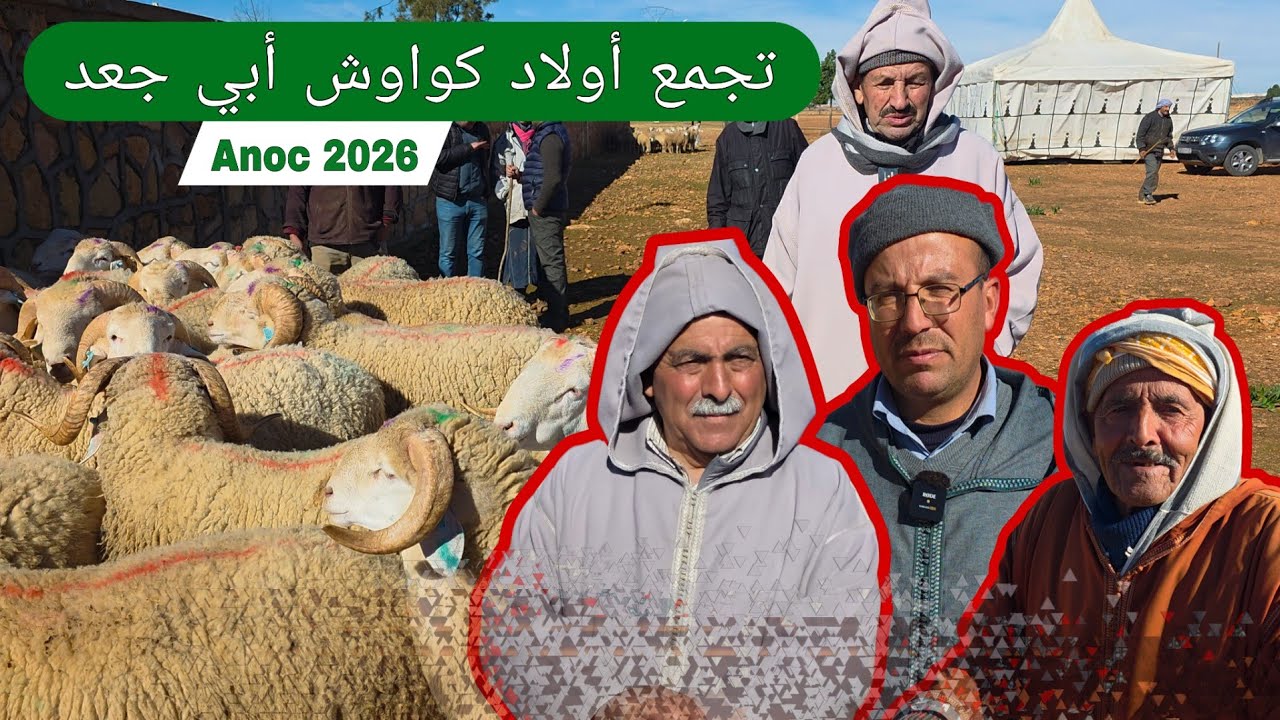 (تجمع 1) بأولاد گواوش أبي جعد لسلالة الصفراء بتاريخ (09.01.2026) anoc2026