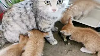 猫妈妈吃鱼头，把好吃的鱼肉都留给它孩子！ by Little Zhang's Cats 4 views 1 day ago 2 minutes, 22 seconds