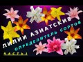 Азиатские лилии. Определитель сорта. Часть 1.