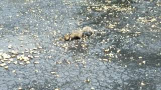 Three-legged squirrel, part deux