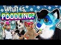 What is FURSUIT POODLING? 🤔