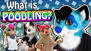 What is FURSUIT POODLING? 🤔