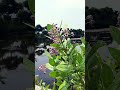 Riverside Wildflowers in Calm Water - Relaxing Nature ASMR Ambience #shortvideo #natureambience
