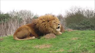 lions roaring in the morning sun by CutieCats 1,908 views 3 years ago 2 minutes, 1 second