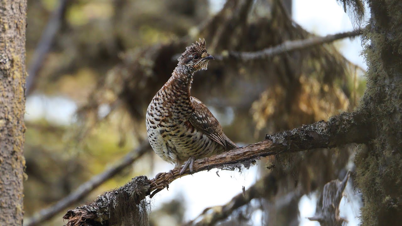 Птицы острова Сахалин. Birds of Sakhalin Island. 