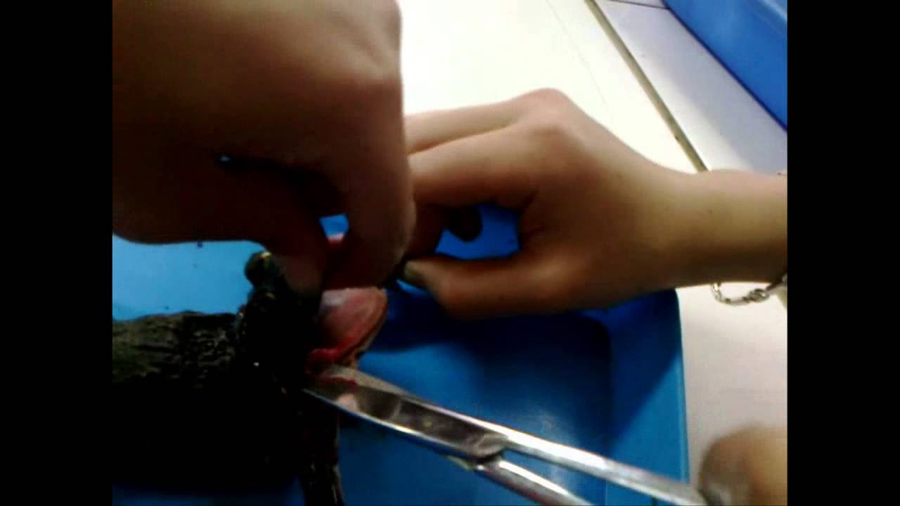 thực hành mổ ếch - bài 44 sinh học 8 : tìm hiểu về... - youtube