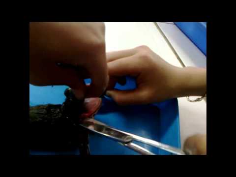 Video thực hành mổ ếch - bài 44 sinh học 8 : tìm hiểu về... - youtube