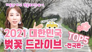 전국 벚꽃 드라이브코스 TOP5 2021 대한민국 벚꽃명소 