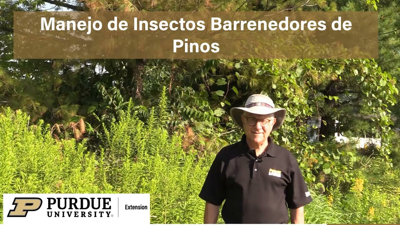 Manejo de Barrenadores de Pino con el Purdue Plant Doctor