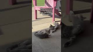 Easy Like Sunday Morning easylikesundaymorning  sunday monday alarm kittens cuteanimals