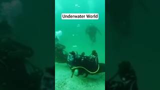 Underwater World | Scuba Diving POV #shorts #madebysoso #scubadiving
Explore the magical underwater world 🌊🐠✨
From coral reefs to colourful fish — diving feels like another planet.
👍 Don’t forget to like, comment, and subscribe for more adventures!
⚠️ Always dive with certified training and safety first.
#madebysoso @MadeBySoso
#underwater
#scubadiving
#divinglife
#underwaterworld
#sealife
#oceanexploration
#underwaterphotography
#divingvideo
#scubajourney
#divingadventure
#oceandive
#underwaterlife
#scubalove
#madebysoso
#shorts Underwater World | Scuba Diving POV #shorts #madebysoso #scubadiving