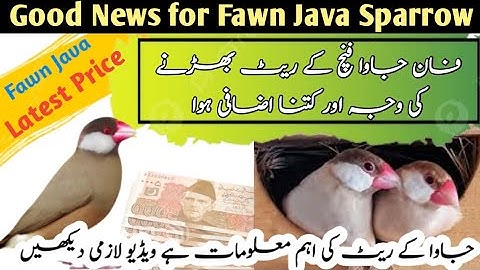 Good News for Fawn java sparrow | Fawn Java Latest price update | Reason for the increase in the ...