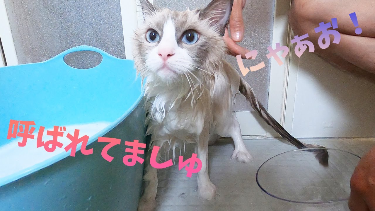 ラグドール初めてのシャンプー 前編 シャワーにうっとり 濡れた姿がかわいい お風呂場に入りたくて鳴きまくるメインクーン Youtube ラグドール初めてのシャンプー 前編 シャワーにうっとり 濡れた姿がかわいい お風呂場に入りたくて鳴きまくるメインクーン Youtube