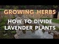 You Can Leaves Lavender Eat