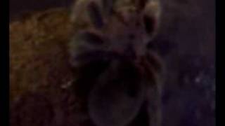 tarantula scratching butt