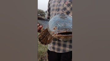 big snakehead fish #monster snakehead fishing video #rivermonsters #snakehead sport fishing #Fishfry