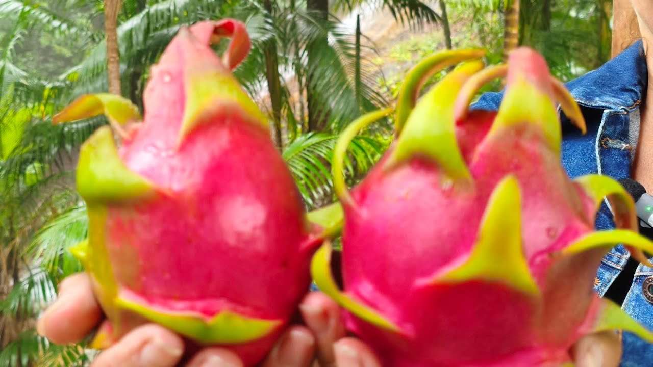 Pitayas: Nossos primeiros híbridos:MR Amora e MR Aimê 🤠🌵🐉🙏🙌