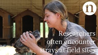 Researchers Who Rescue Strays