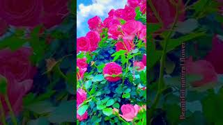 Beautiful natural flower in the world #terracegardenindia #flowers #nature #greenarea  #greenplan