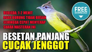 MASTERAN MURAI BATU 🔴 suara burung CUCAK JENGGOT berjeda 1-2 menit