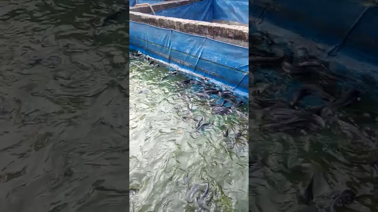 Proses pengurasan/ganti air ikan lele 