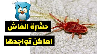 حشرة الفاش و خطورتها على صحة الطيور و الاماكن تواجدها في القفص