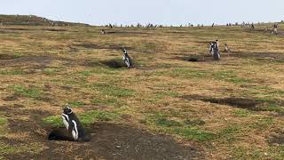 Magdalena Island Magellanic Penguins Braying