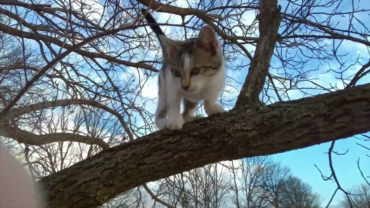 The Kittens Were Chasing After Walnuts In The Weeds And Chip And Meowy Ann Were Up In A Tree