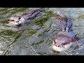 It's Kotaro! Hana! And Aty! The otters swim all over the Doshi River! [Otter life day 345]