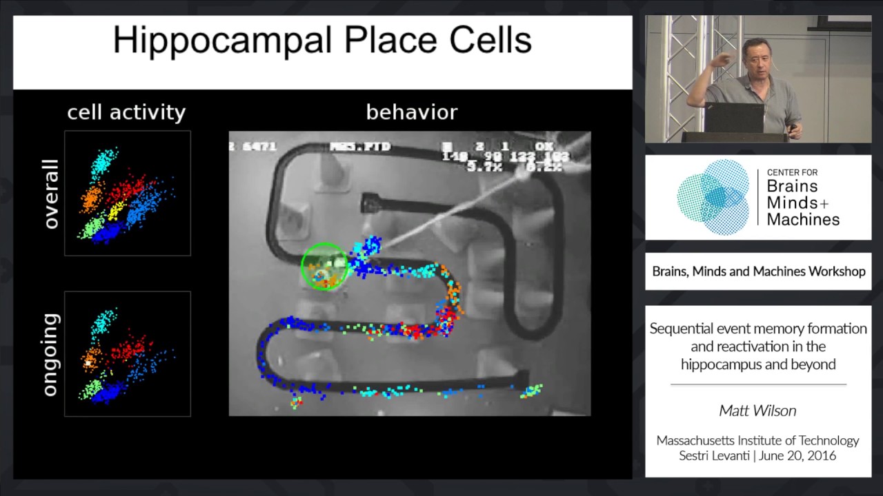 Sequential event memory formation and reactivation in the hippocampus ...