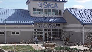 York County SPCA announces shelter is at full capacity