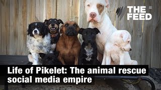 Life of Pikelet: The animal rescue social media empire