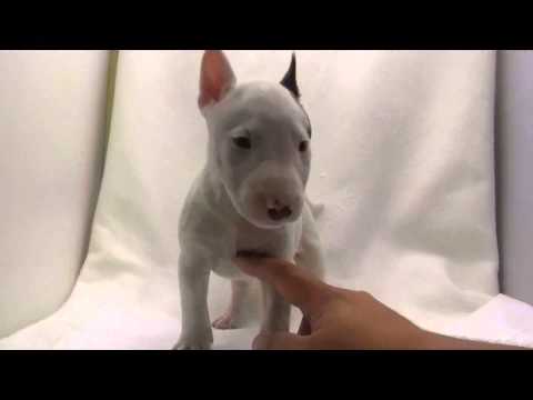 ミニチュアブルテリアの子犬07