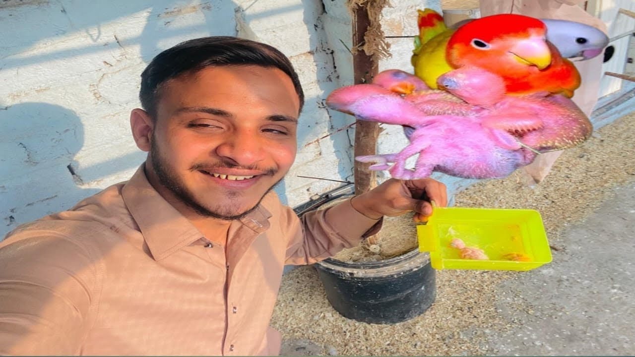 Love Bird Parrot Ke Bacche Bade Ho Gaye