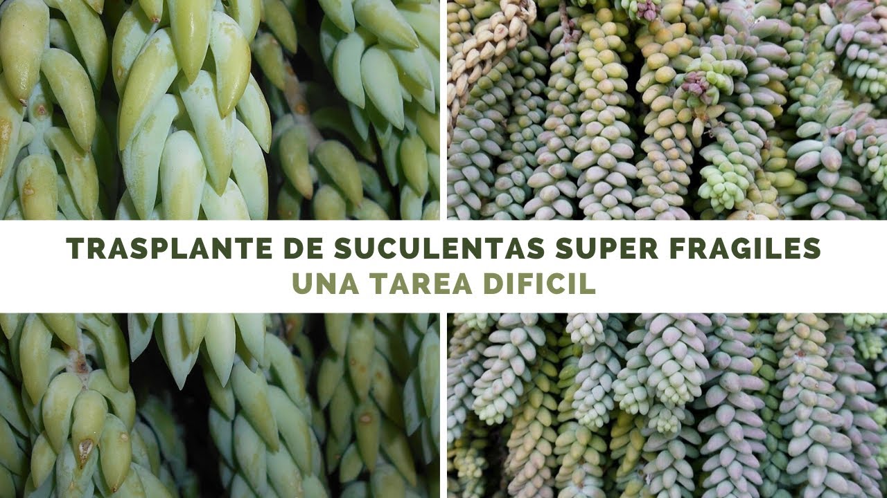 Trasplante de Sedum morganianum y burrito - una tarea díficil