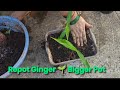 Repot Ginger Plant — Step-by-Step Guide घर पर अदरक को बड़े गमले में लगाना 🌱🪴