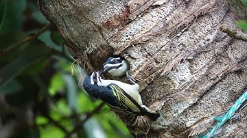 Yellow-rumped Tinkerbird