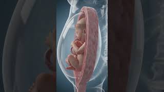 Inside the Womb #FetalDevelopment #3DAnimation #ScienceEducation #PregnancyEducation #baby #anatomy