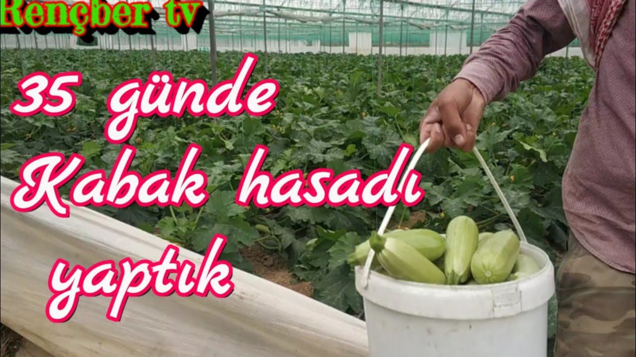 Тыквы растут за 35 дней. Пыль тыкв и сельское хозяйство