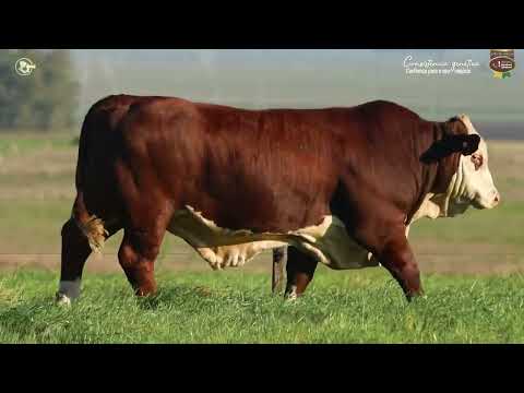 LOTE 58 - TAT FIV03 M Braford