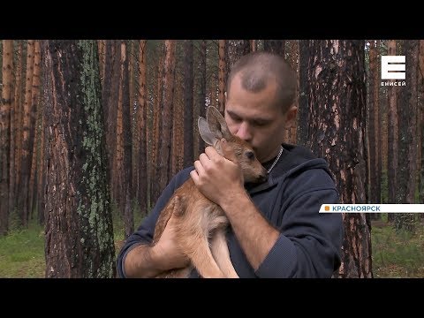 Житель Красноярска спас детёныша косули, а оказалось, что нарушил закон