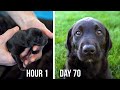 Lab Puppies Growing from 1 Hour to 70 Days Timelapse